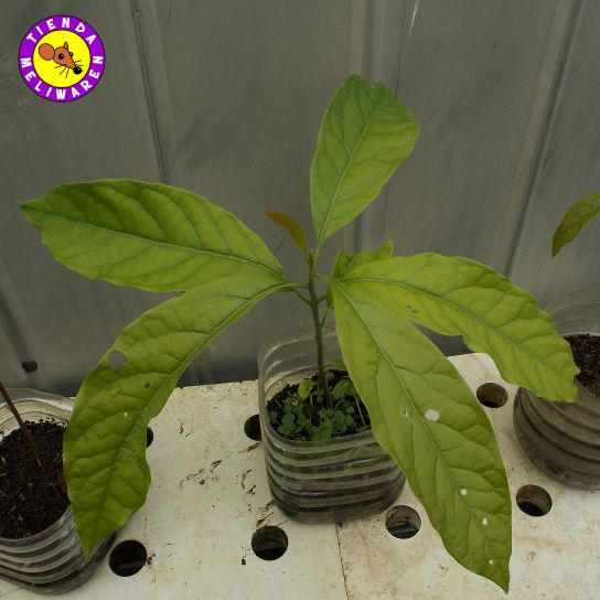 Producto relacionado